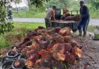 Harga Tandan Sawit 2025 di Sampit Mengalami Penurunan, Ini Kata Petani!