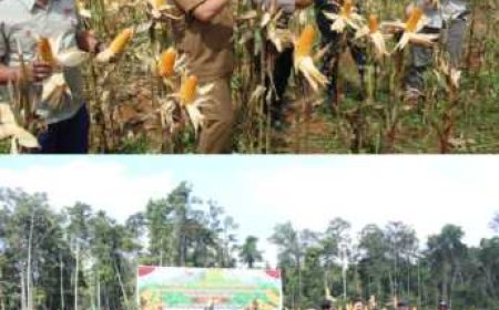 Panen Jagung Perdana, PT TASK 3 Dukung Ketahanan Pangan di Desa Pamalian