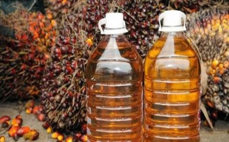 Dampak Perang Iran-Israel, Harga CPO Merangkak Naik