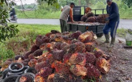 Harga Tandan Sawit 2025 di Sampit Mengalami Penurunan, Ini Kata Petani!