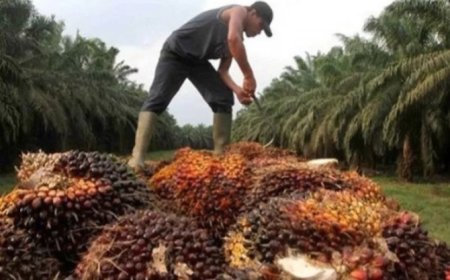 Sawit Kalteng Jadi Mesin Uang Daerah, Gapki Siap All Out Dukung Pemerintah