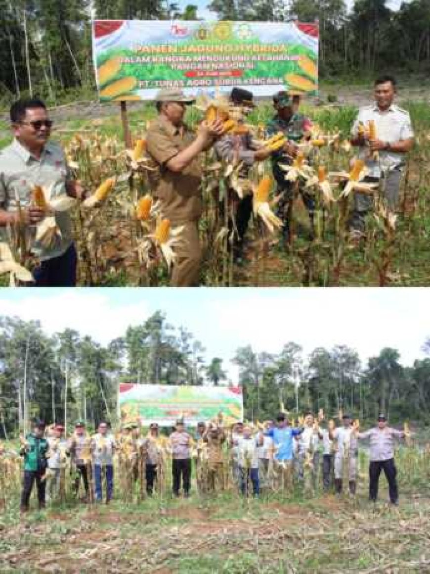 Panen Jagung Perdana, PT TASK 3 Dukung Ketahanan Pangan di Desa Pamalian