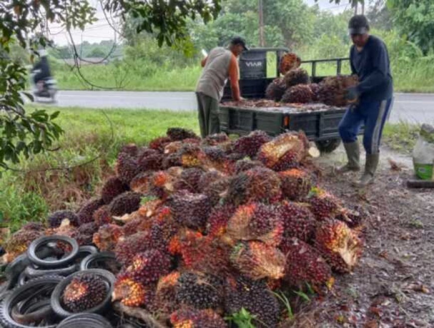 Harga Tandan Sawit 2025 di Sampit Mengalami Penurunan, Ini Kata Petani!